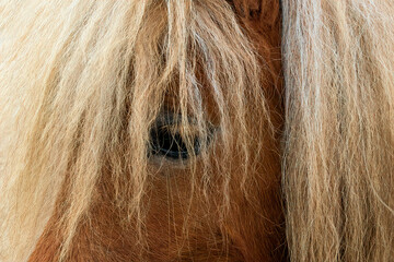 Sad pony eye behind a light mane