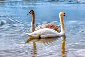 Young And Adult Swan On The Water Of The Lake