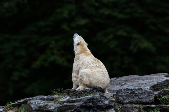 Polar Bear Ursus Maritimus Hypercarnivorous Bear