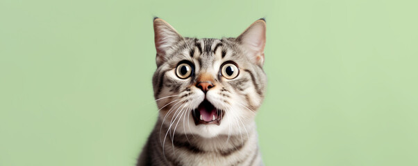 Crazy surprised cat makes big eyes close-up on a colored background. - obrazy, fototapety, plakaty