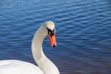 White swan with a turned head on a background of blue water