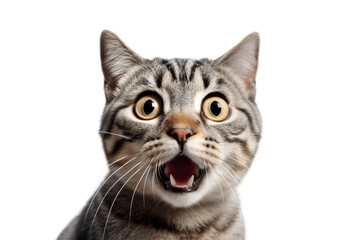 Crazy surprised cat isolated close up on transparent background. - obrazy, fototapety, plakaty