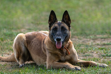 Belgian Shepherd