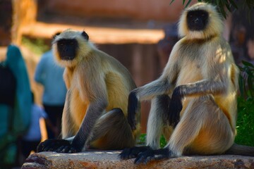 Gray langurs, also called are Old World monkeys native to the Indian subcontinent constituting the genus Semnopithecus. 