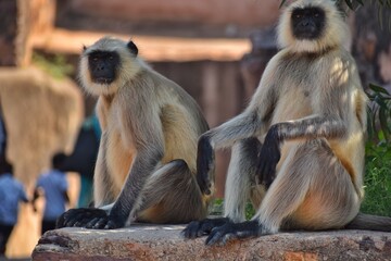 Fototapeta premium Gray langurs, also called are Old World monkeys native to the Indian subcontinent constituting the genus Semnopithecus. 