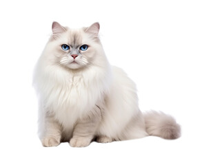 Cute Ragdoll cat isolated on transparent background.