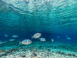 underwater world wide angle view, mediterranean sea, Villasimius, Sardinia
Underwater photo in crystal clear  sea water for background. A group of fish in the crystal clear water of the Mediterranean