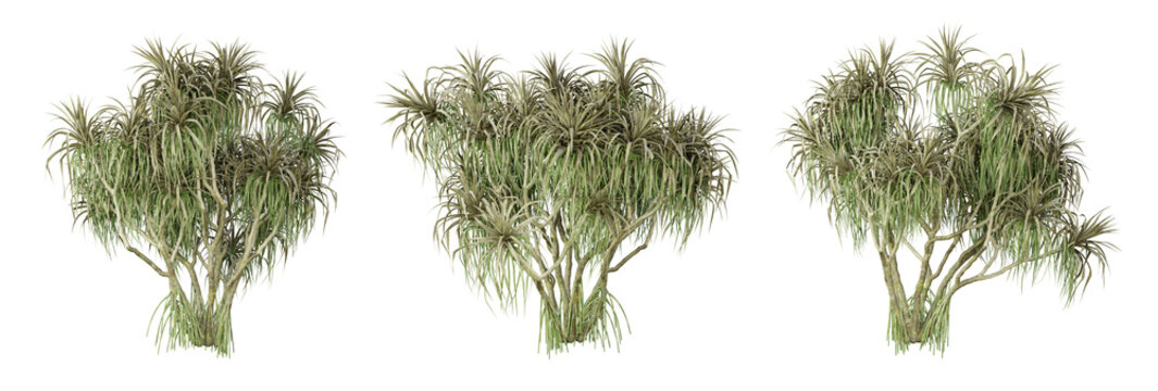 Pandanus tectorius palm tree on transparent background, png plant, 3d render illustration.