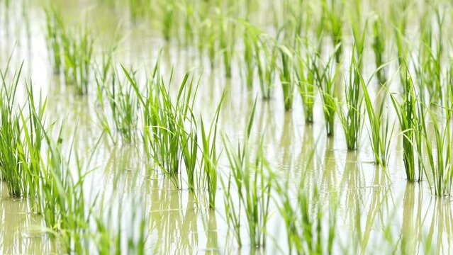 【農業】水を張った田んぼの米の稲が風にゆれる風景　固定撮影
