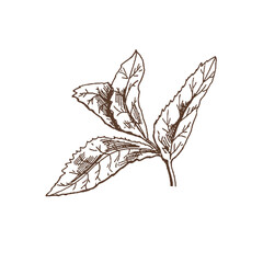 Organic food. Hand drawn vector sketch  of mint leaves.  Doodle vintage illustration. Decorations for the menu and labels. Engraved immage.