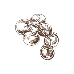 Organic food. Hand drawn vector sketch  of cherry tomatoes on bunch.  Doodle vintage illustration. Decorations for the menu of cafes and labels. Engraved immage.