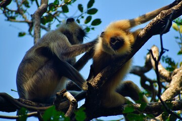 Gray langurs, also called are Old World monkeys native to the Indian subcontinent constituting the genus Semnopithecus. 