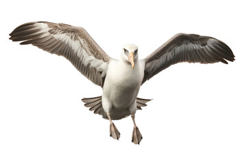 Obraz premium Albatross Bird On Isolated Transparent Background, Png. Generative AI