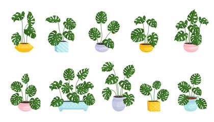 Set of monstera houseplants in flowerpots.Vector graphics. © Катерина Якубович