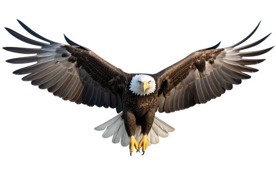 Bald Eagle Bird On Isolated Transparent Background, Png. Generative AI