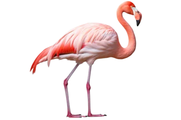 Fotobehang Flamingo Bird On Isolated Transparent Background, Png. Generative AI © Anastasiia