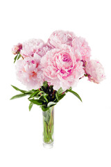 Pink peony flower isolated on white background