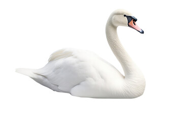 Swan Bird On Isolated Transparent Background, Png. Generative AI