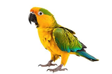 Parrot Bird On Isolated Transparent Background, Png. Generative AI