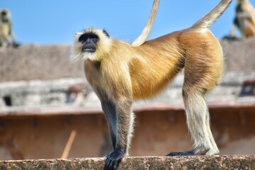 Gray langurs, also called are Old World monkeys native to the Indian subcontinent constituting the genus Semnopithecus. 