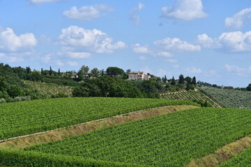 Fototapeta na wymiar Vigneto di Chianti classico nelle colline di Castellina in Chianti . provincia di Siena