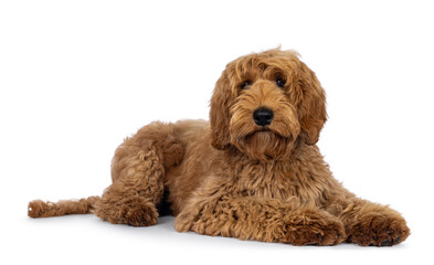 Adorable Labradoodle dog, laying down side ways. Looking towards camera with cute head tilt. Isolated on a white background.