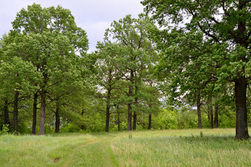 Fototapeta na wymiar oak tree forest with country road and green grass in cloudy day