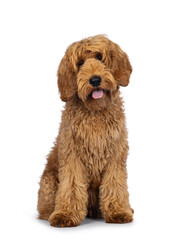 Labradoodle dog on white backgroundAdorable Labradoodle dog, sitting op facing front with tongue out. Looking towards camera. Isolated on a white background.