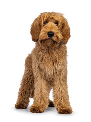 Adorable Labradoodle dog, standing up facing front. Looking towards camera. Isolated on a white background.