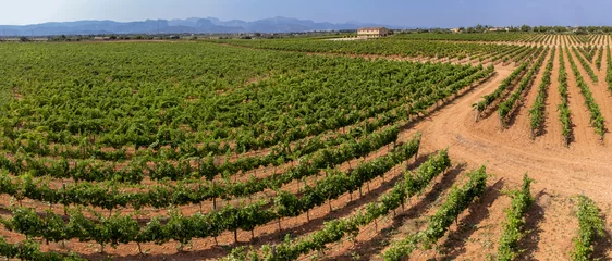 Zelfklevend Fotobehang Son Llompart vineyards by Macia Batle, Santa Eugenia,Majorca, Balearic Islands, Spain © Tolo