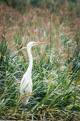 The Great egret stands on its feet between green reeds on a summer day. A large white plumage bird with orange bill and black legs in wildlife.