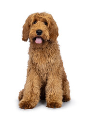 Adorable Labradoodle dog, sitting op facing front with tongue out. Looking towards camera. Isolated on a white background.