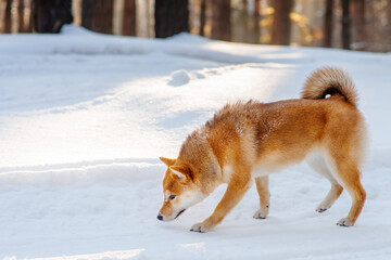 A dog of the Shiba Inu breed walking in winter in a snowy forest sniffs the road. A dog on a walk in the winter forest is on the trail
