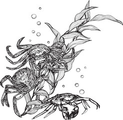 Marine composition crabs in algae with bubbles. Black and white hand-drawn graphics translated into vector. The illustration is intended for  packaging, prints, stickers, posters, postcards
