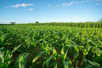 Agricultural Garden of Corn field, Green field with young corn with beautiful blue sky.