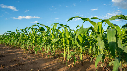 Agricultural Garden of Corn field, Growing Corn Plant Maize Field Beautiful Blue Sky Background.