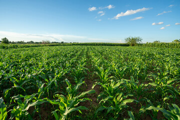 Fototapeta na wymiar Agricultural Garden of Corn field, Green corn field in agricultural garden and with beautiful blue sky.