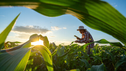 Agriculture of Corn,  A senior farmer working in the agricultural garden of Corn field at sunset.