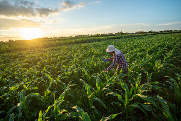 Fototapeta premium A farmer checking quality by tablet agriculture modern technology of Maize seedling in the agricultural garden with beautiful blue sky. Agricultural Garden of Corn field. Top view.