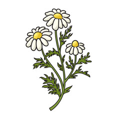 Wild chamomile flower schematic vector illustration. Medical science educational illustration