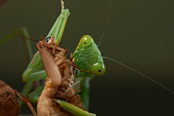 Praying mantis on a green background. The insect hunts, eat, macro