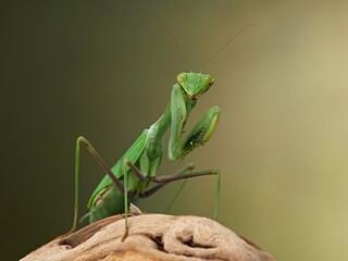 Praying mantis on a green background. The insect hunts, eat, macro