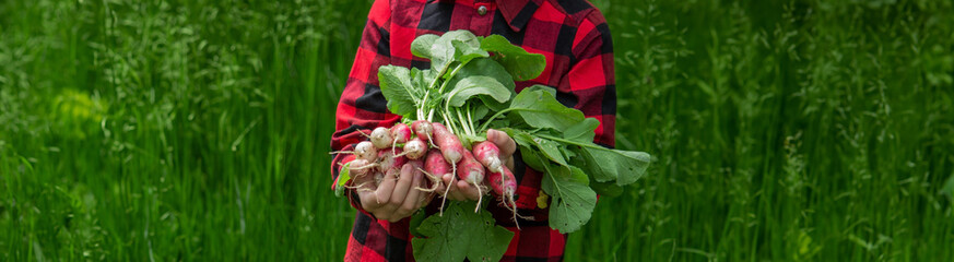 the boy is holding a bunch of freshly picked radishes.