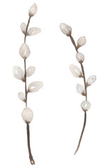 Watercolor willow branches. Hand painted willow wood illustration. Spring pussy-willow illustration for card, design, print, fabric  etc. easter.