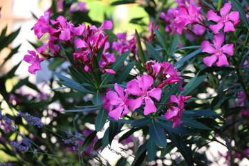 Pink oleander flowers in the garden. Selective focus.