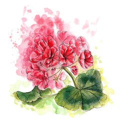Geranium, indoor flowers. Watercolor illustration. Print, sticker, postcard