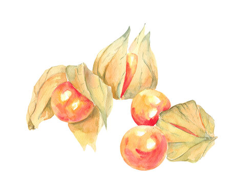 Uvilla, watercolor illustration. Stickers, print, pictures for alphabet blocks