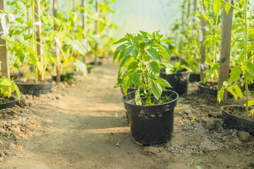 cultivation of green bell peppers in a commercial greenhouse in the netherlands. High quality photo