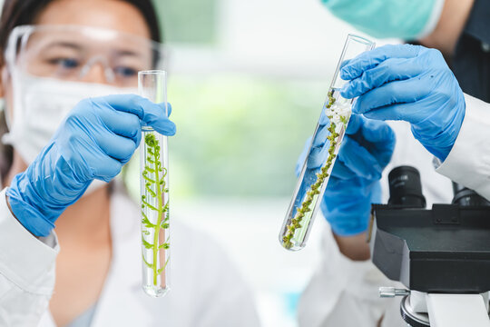 botany science laboratory, green plant experiment for medicine biology or biotechnology, scientist research an organic nature leaf in genetic chemistry for agriculture technology, growth test in glass