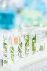 plant science laboratory research, biological chemistry test, green nature organic leaf experiment in test tube, scientist working in chemical medicine biotechnology or medical ecology lab technology